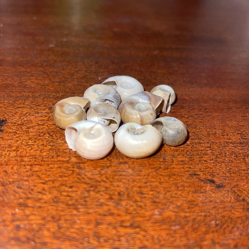 Seashells - Picture 3 of 5